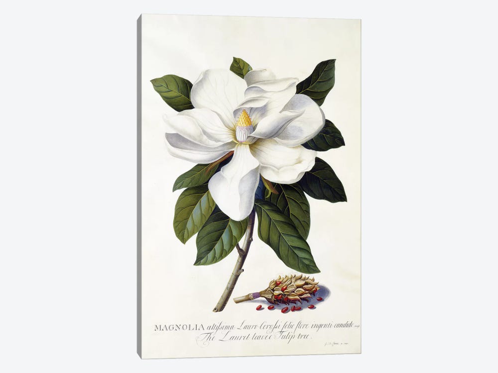 Magnolia grandiflora, c.1743  by Georg Dionysius Ehret 1-piece Art Print