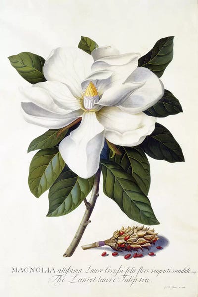 Illustrations: Magnolia grandiflora, c.1743  by Georg Dionysius Ehret