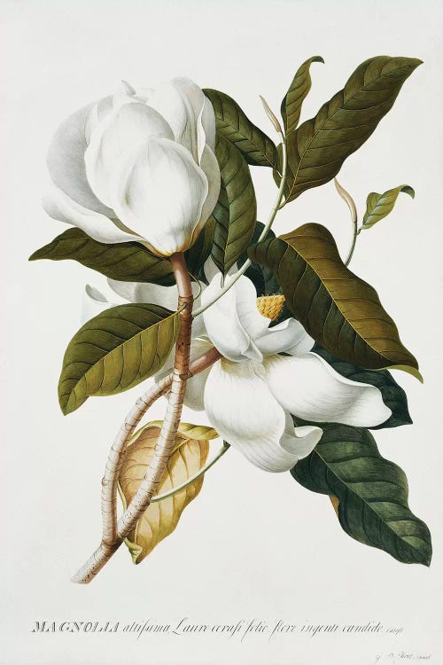 Magnolia,  by Georg Dionysius Ehret wall art