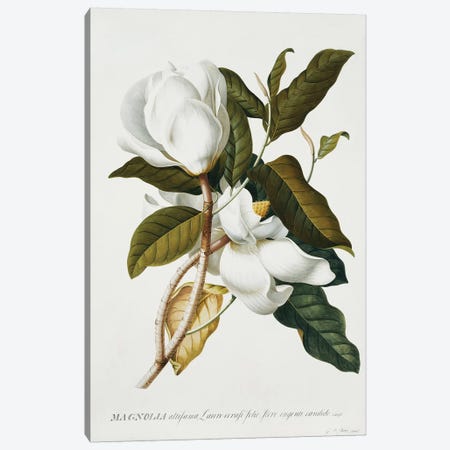 Magnolia,  Canvas Print #GDE15} by Georg Dionysius Ehret Canvas Print