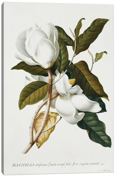Magnolia,  Canvas Art Print - Botanical Illustrations