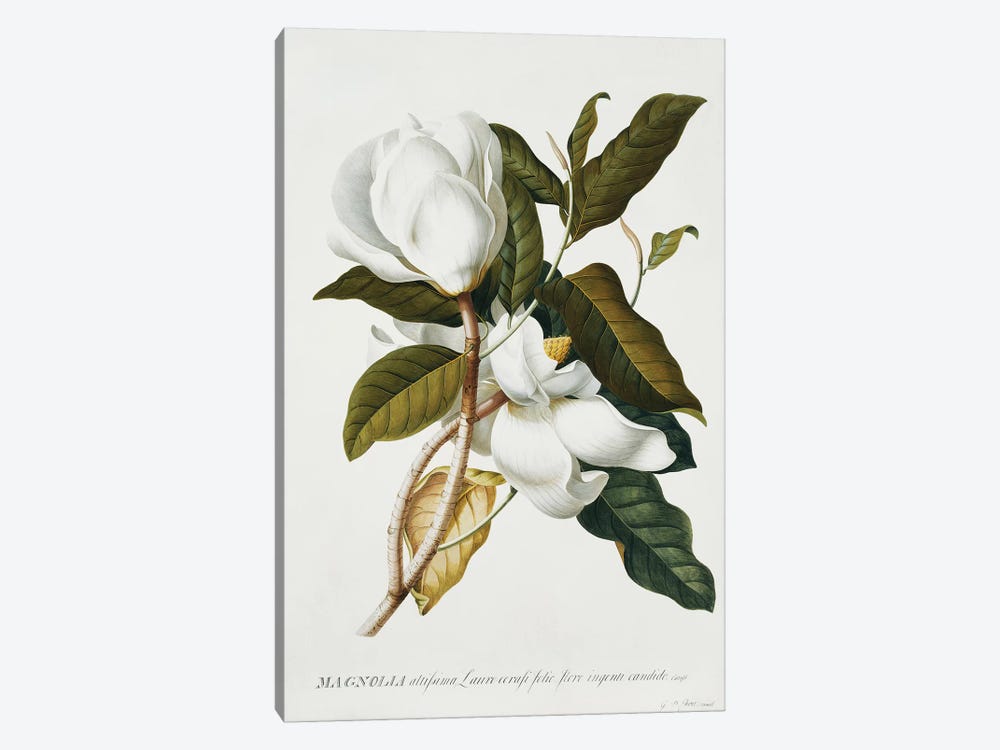 Magnolia,  by Georg Dionysius Ehret 1-piece Canvas Print