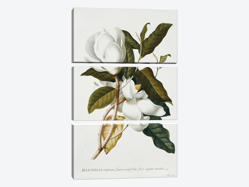 Magnolia,  by Georg Dionysius Ehret 3-piece Canvas Print