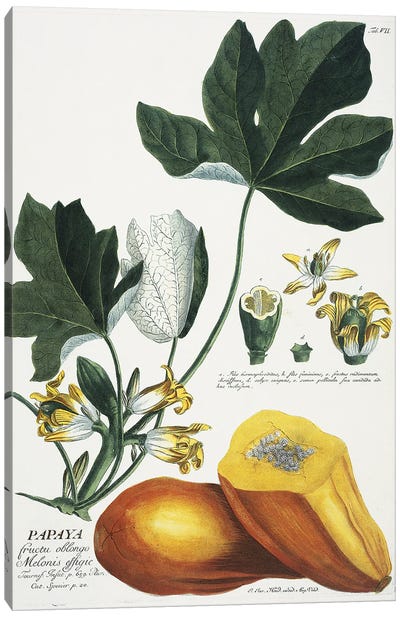 Papaya   Canvas Art Print