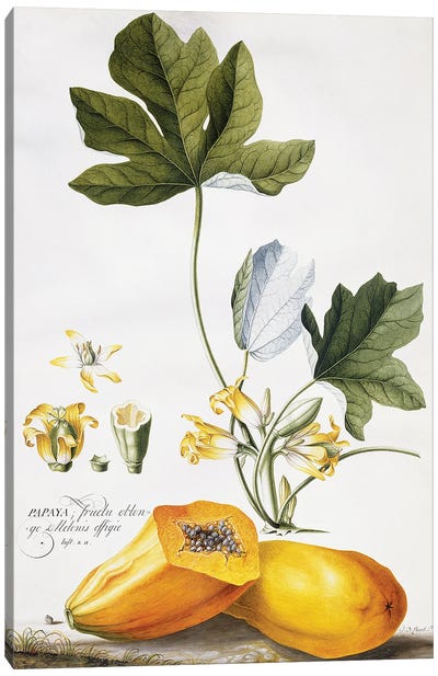 Papaya,  Canvas Art Print