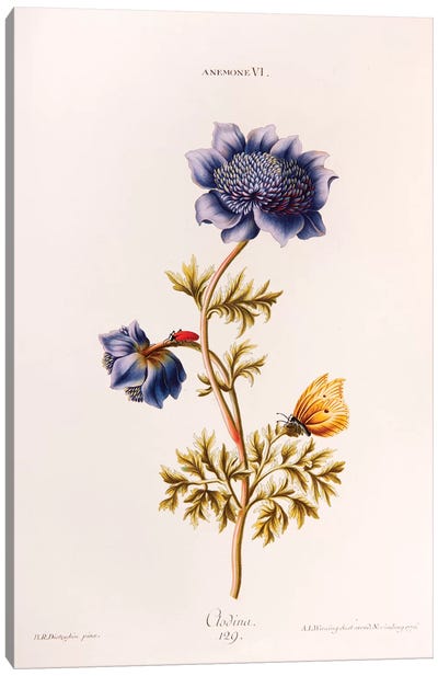 Anemone VI (Clodina) Canvas Art Print - Botanical Illustrations