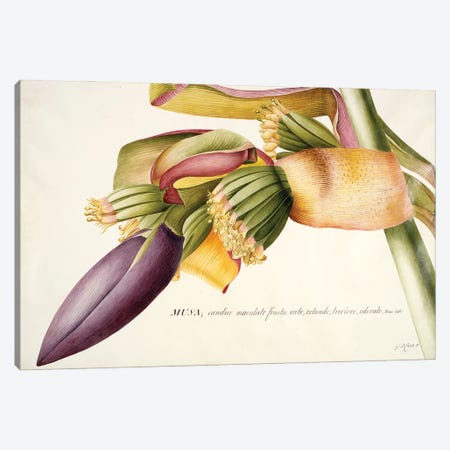 PD.117-1973f.19 Flower of the Banana Tree   Canvas Print #GDE20} by Georg Dionysius Ehret Canvas Print