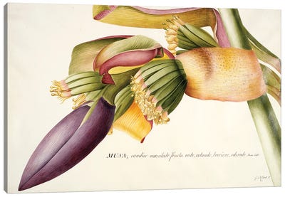 PD.117-1973f.19 Flower of the Banana Tree   Canvas Art Print