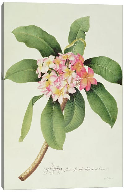 Plumeria Canvas Art Print - Botanical Illustrations