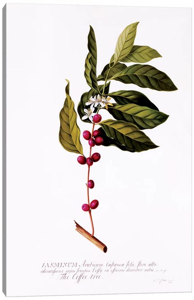 The Coffee Tree, c.1743  Canvas Art Print - Botanical Illustrations