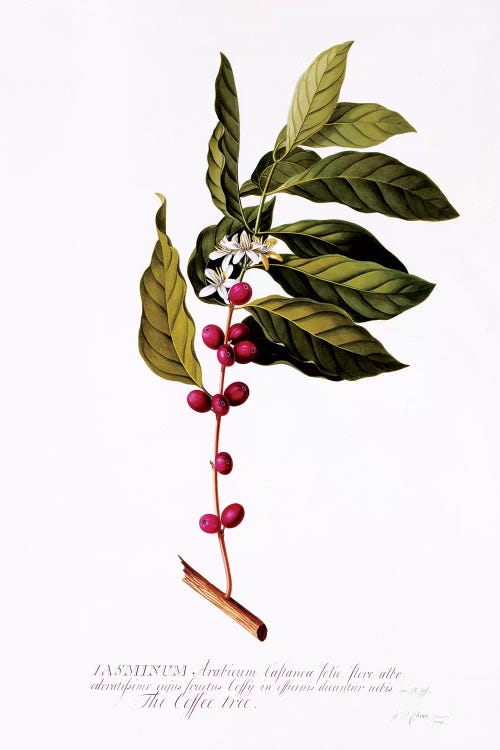 The Coffee Tree, c.1743 