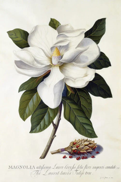 Magnolia Grandiflora, C.1743