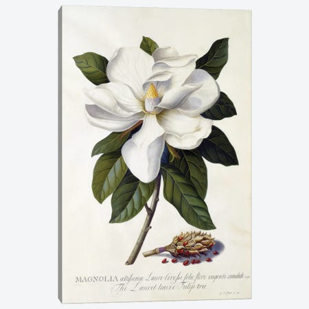 Magnolia Grandiflora, C.1743 Canvas Print #GDE24} by Georg Dionysius Ehret Canvas Artwork