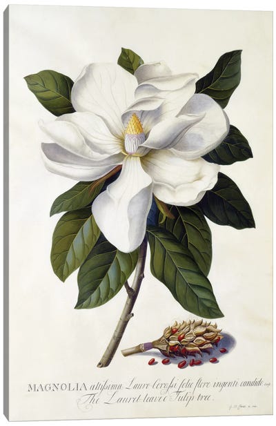 Magnolia Grandiflora, C.1743 Canvas Art Print - Magnolia Art