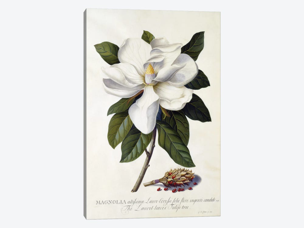 Magnolia Grandiflora, C.1743 by Georg Dionysius Ehret 1-piece Canvas Print