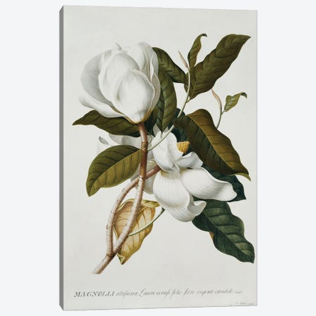 Magnolia, Canvas Print #GDE25} by Georg Dionysius Ehret Canvas Art