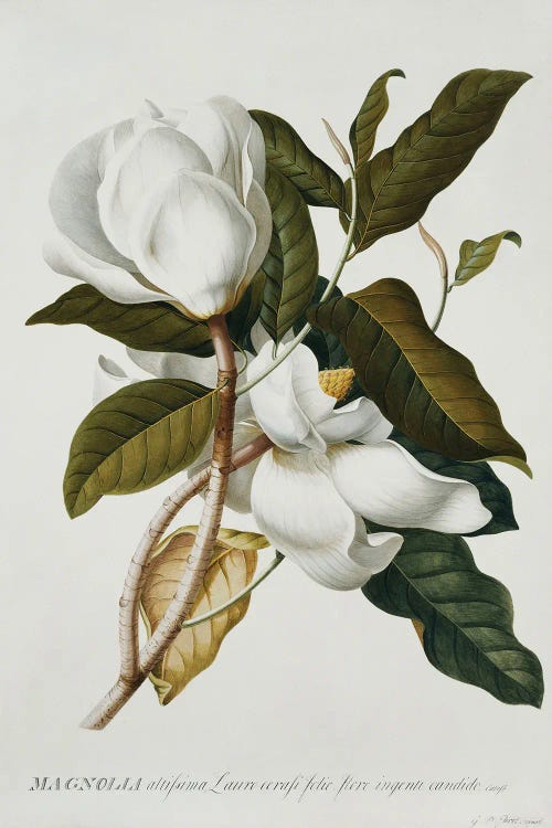 Magnolia,