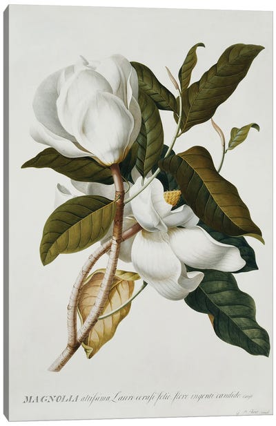Magnolia, Canvas Art Print