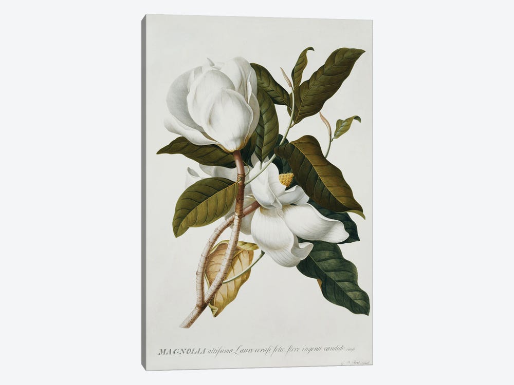 Magnolia, by Georg Dionysius Ehret 1-piece Canvas Artwork