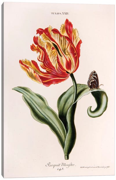 Tulipa XXIV (Parquit-Monstre) Canvas Art Print - Tulip Art