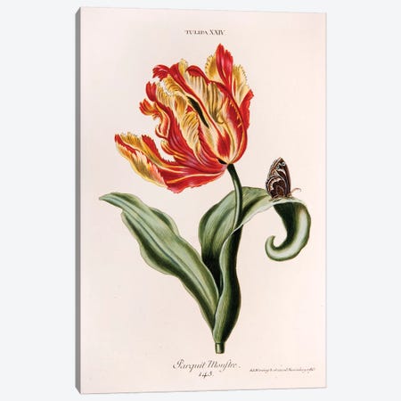 Tulipa XXIV (Parquit-Monstre) Canvas Print #GDE2} by Georg Dionysius Ehret Art Print
