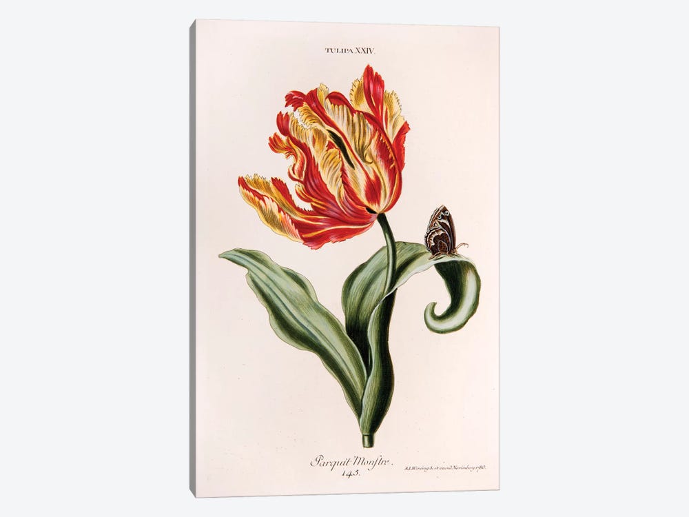Tulipa XXIV (Parquit-Monstre) by Georg Dionysius Ehret 1-piece Art Print