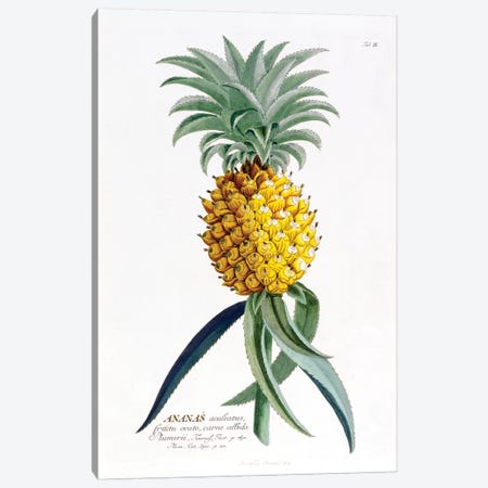 Ananas (Pineapple) Canvas Print #GDE3} by Georg Dionysius Ehret Art Print