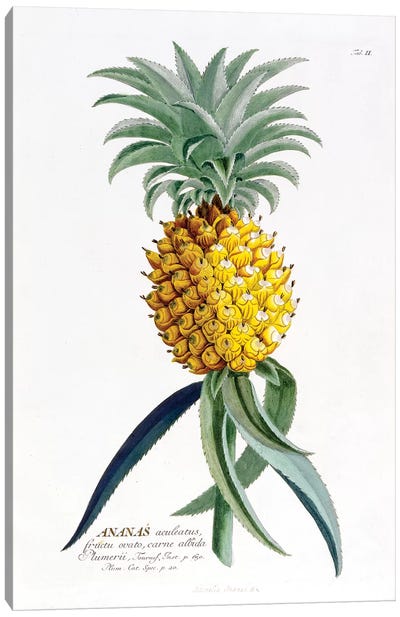 Ananas (Pineapple) Canvas Art Print - Pineapple Art