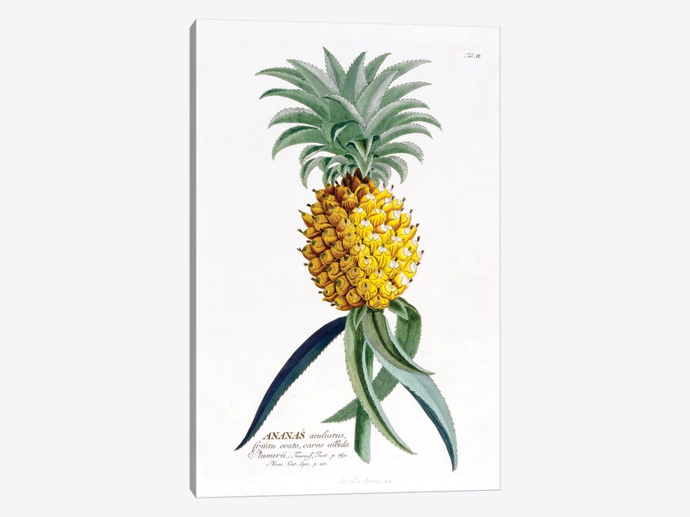Ananas (Pineapple) by Georg Dionysius Ehret 1-piece Canvas Artwork