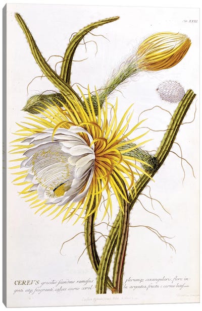 Cereus Canvas Art Print - New York Botanical Garden