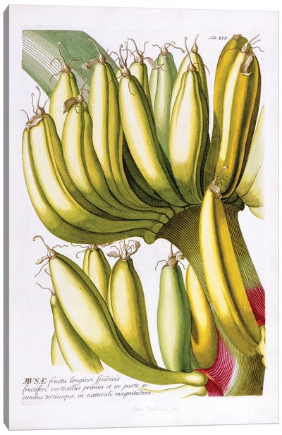 Musae (Bananas) I Canvas Art Print - Botanical Illustrations