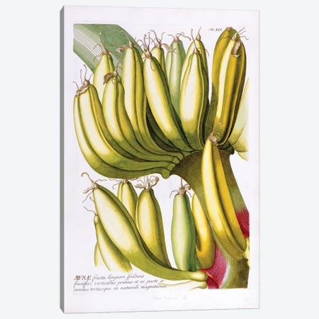 Musae (Bananas) I Canvas Print #GDE5} by Georg Dionysius Ehret Canvas Wall Art