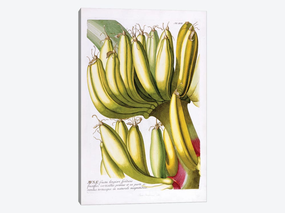 Musae (Bananas) I by Georg Dionysius Ehret 1-piece Canvas Wall Art