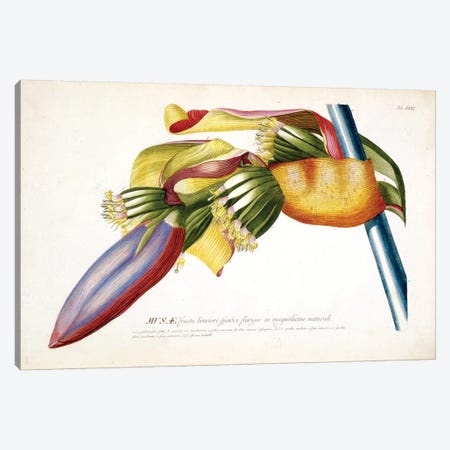 Musae (Bananas) II Canvas Print #GDE6} by Georg Dionysius Ehret Canvas Artwork