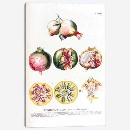 Punicae (Pomegranate) Canvas Print #GDE7} by Georg Dionysius Ehret Canvas Wall Art