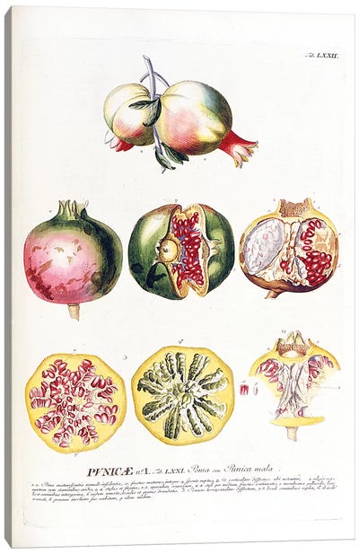 Punicae (Pomegranate) Canvas Art Print - Fruit Art