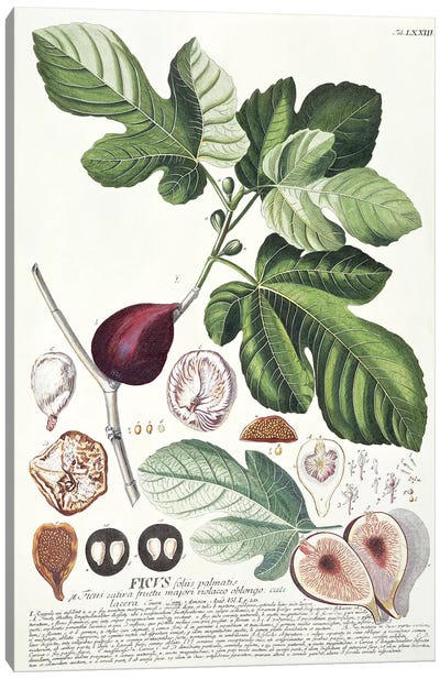 Ficus   Canvas Art Print - Botanical Illustrations