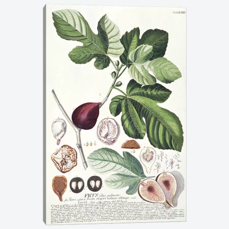 Ficus   Canvas Print #GDE8} by Georg Dionysius Ehret Canvas Art Print