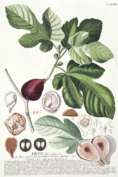 Botanical Illustrations: Ficus   by Georg Dionysius Ehret