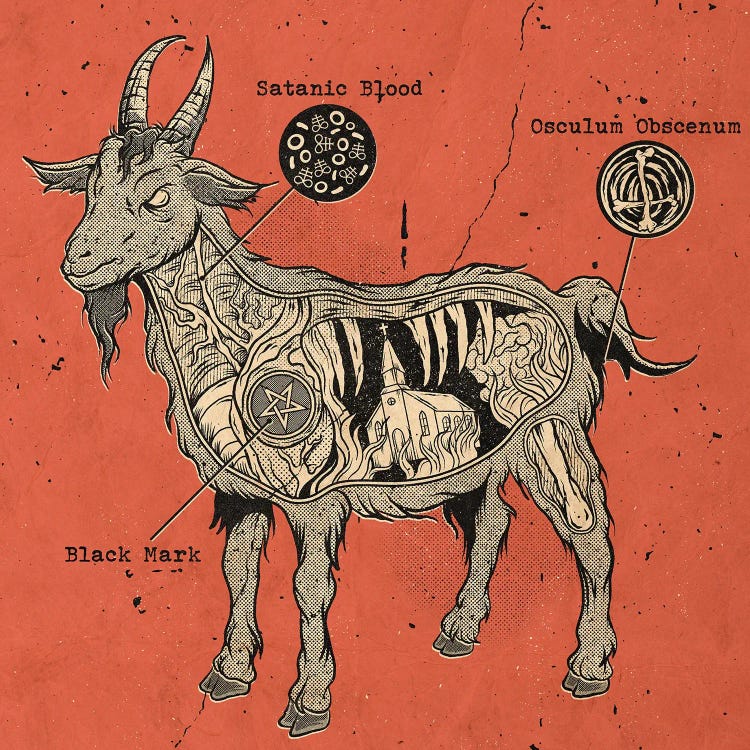 Anatomical Black Goat