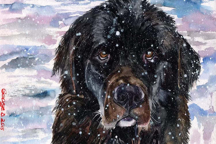 Newfoundland by George Dyachenko wall art