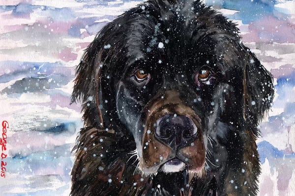 Newfoundlands: Newfoundland by George Dyachenko