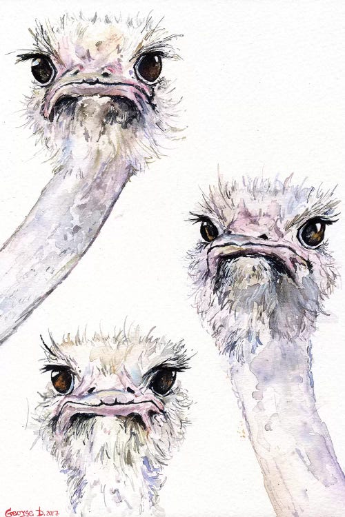 Ostriches by George Dyachenko wall art