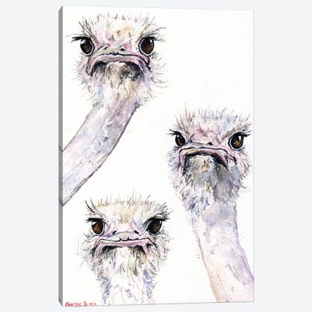 Ostriches Canvas Print #GDY112} by George Dyachenko Canvas Art