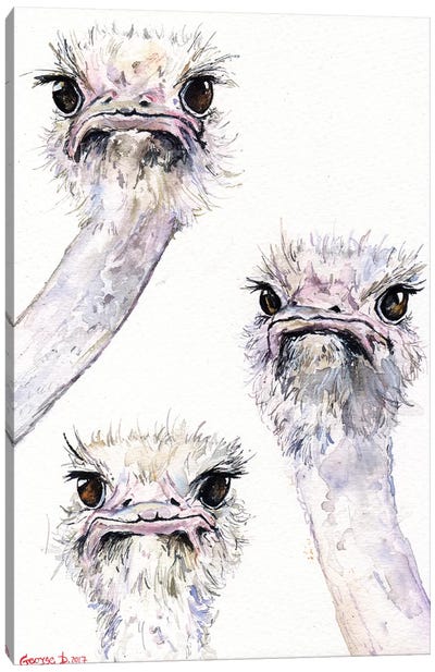 Ostriches Canvas Art Print - George Dyachenko
