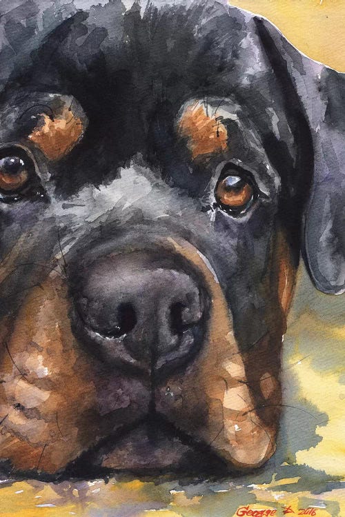 Rottweiler