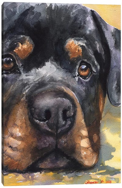Rottweiler Canvas Art Print - Close-up