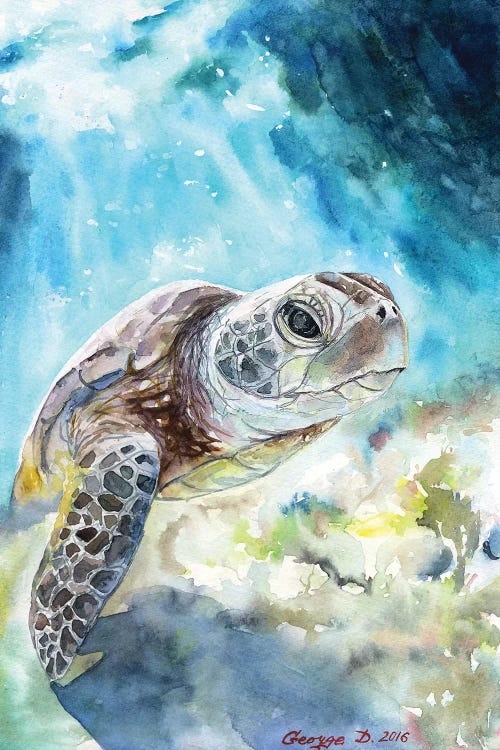 Sea Turtle