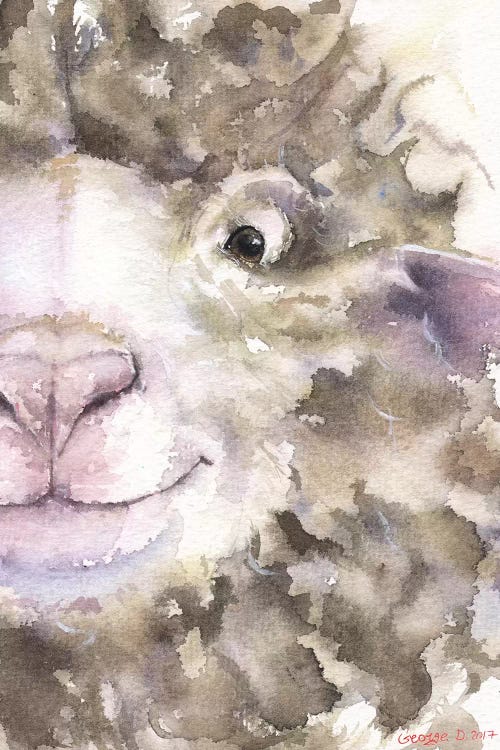 Sheep