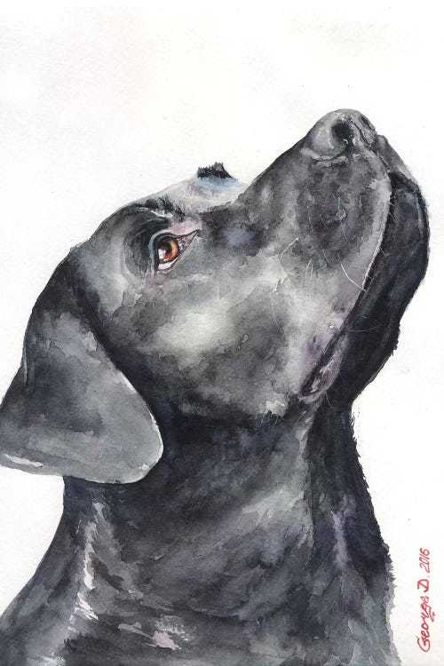 Black Labrador by George Dyachenko wall art